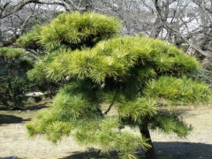 お庭の剪定